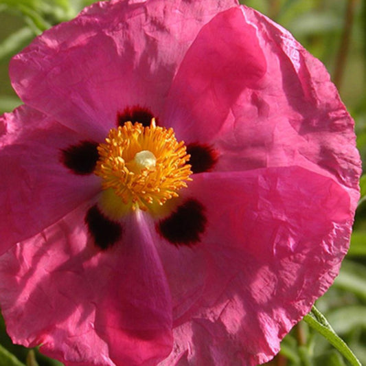 Pupur-Zistrose - Cistus purpureus - Sträucher