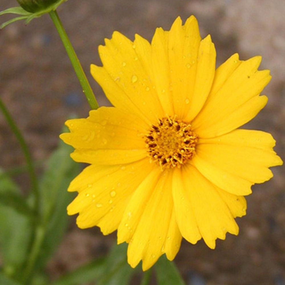 Mädchenauge Etoile dOr - Coreopsis grandiflora etoile dor - Gartenpflanzen