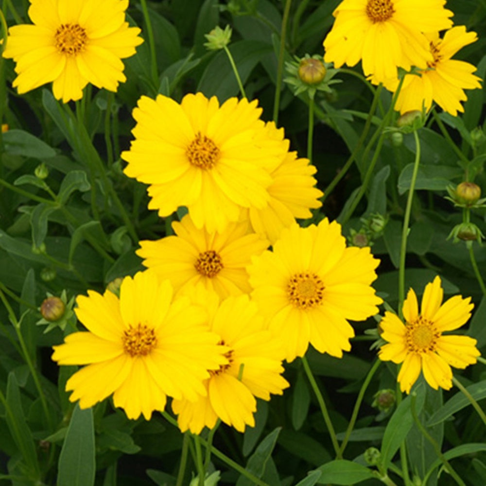 Mädchenauge Etoile dOr - Coreopsis grandiflora etoile dor - Sträucher und Stauden