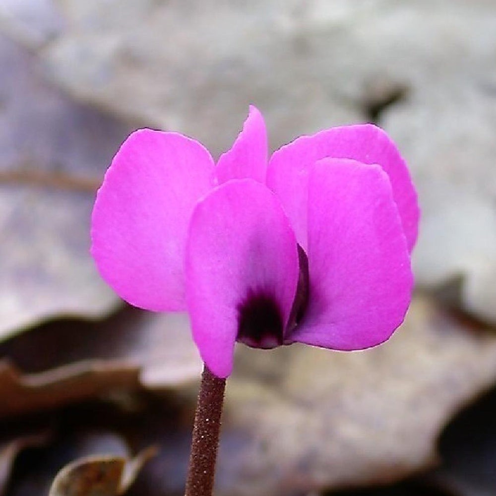 Alpenveilchen Rose - Cyclamen coum - Gartenpflanzen