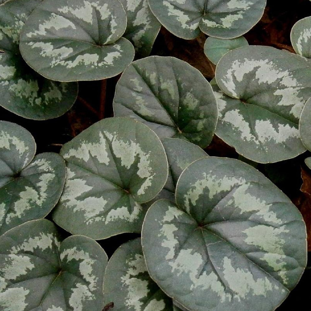 Alpenveilchen Rose - Cyclamen coum - Sträucher und Stauden