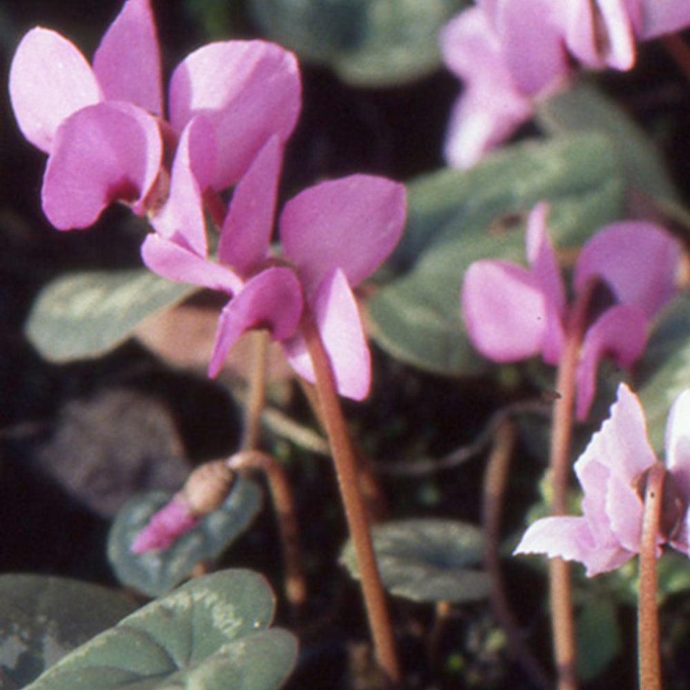 Alpenveilchen Rose - Cyclamen coum - Stauden