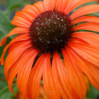 Sonnenhut Tangerine Dream ® - Echinacea purpurea tangerine dream ® - Gartenpflanzen