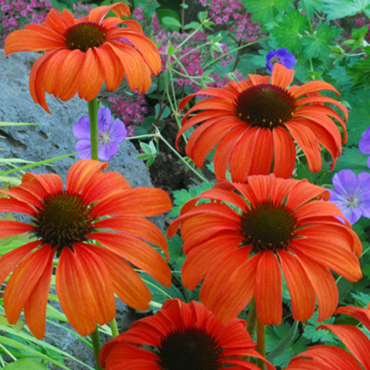 Sonnenhut Tangerine Dream ® - Echinacea purpurea tangerine dream ® - Sträucher und Stauden