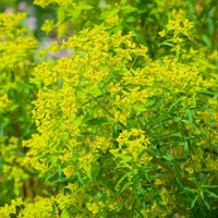 Hornfrüchtige Wolfsmilch - Euphorbia ceratocarpa - Gartenpflanzen