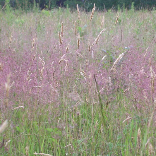 Liebesgras - Eragrostis spectabilis