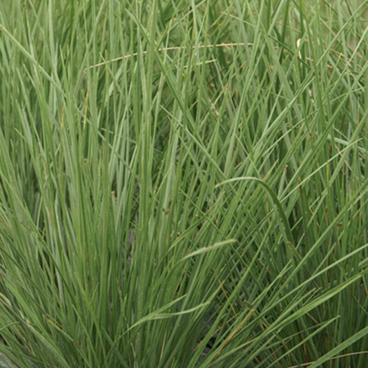 Atlas-Schwingel - Bakker