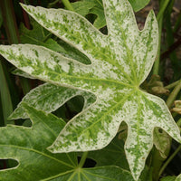 Zimmeraralie Spiders Web - Fatsia japonica spider web - Terrasse balkon