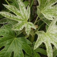 Zimmeraralie Spiders Web - Fatsia japonica spider web