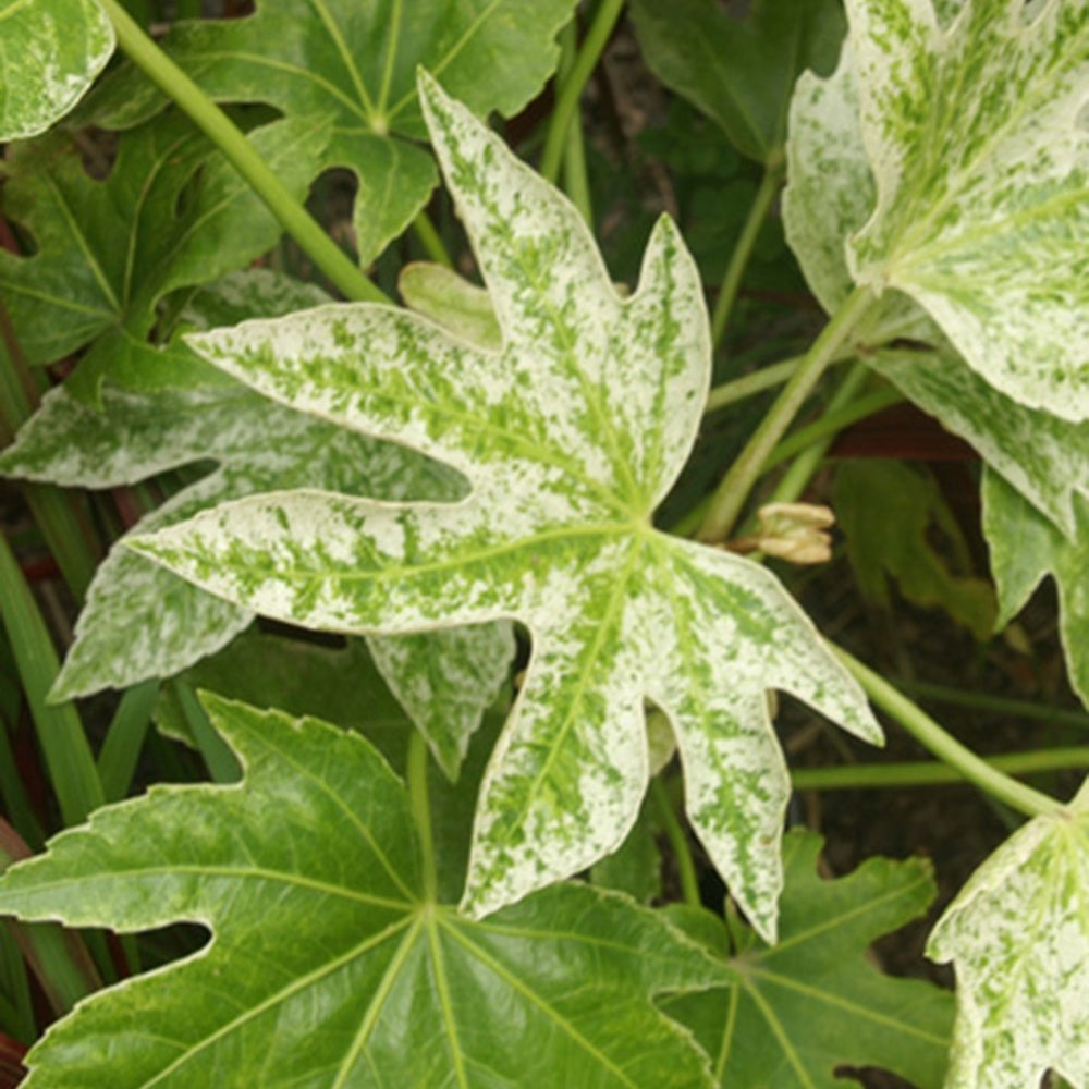 Zimmeraralie Spiders Web - Fatsia japonica spider web