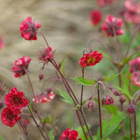 Nelkenwurz Flames of Passion - Geum flames of passion ® - Gartenpflanzen