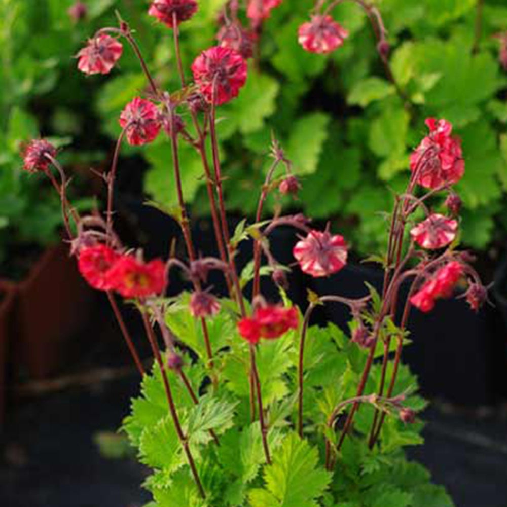 Nelkenwurz Flames of Passion - Geum flames of passion ® - Sträucher und Stauden