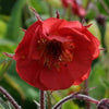 Nelkenwurz Flames of Passion - Geum flames of passion ® - Stauden