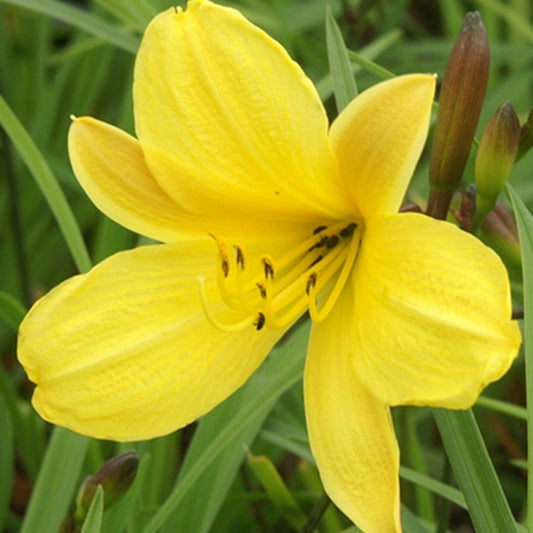 Taglilie Corky - Hemerocallis corky - Sträucher und Stauden