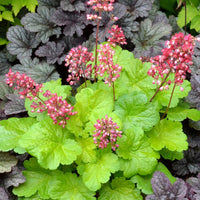 Purpurglöckchen Sweet Tart - Heuchera sweet tart - little cutie series - Stauden