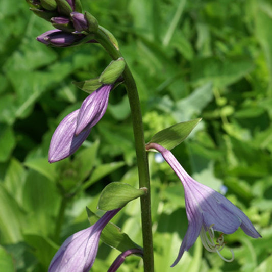 Grünblättrige Riesen-Funkie - Hosta elata - Sträucher und Stauden