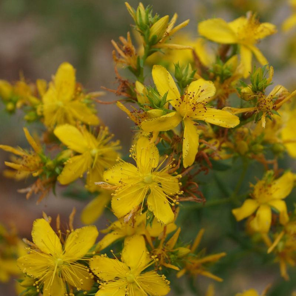 Echtes Johanniskraut - Hypericum perforatum - Gartenpflanzen