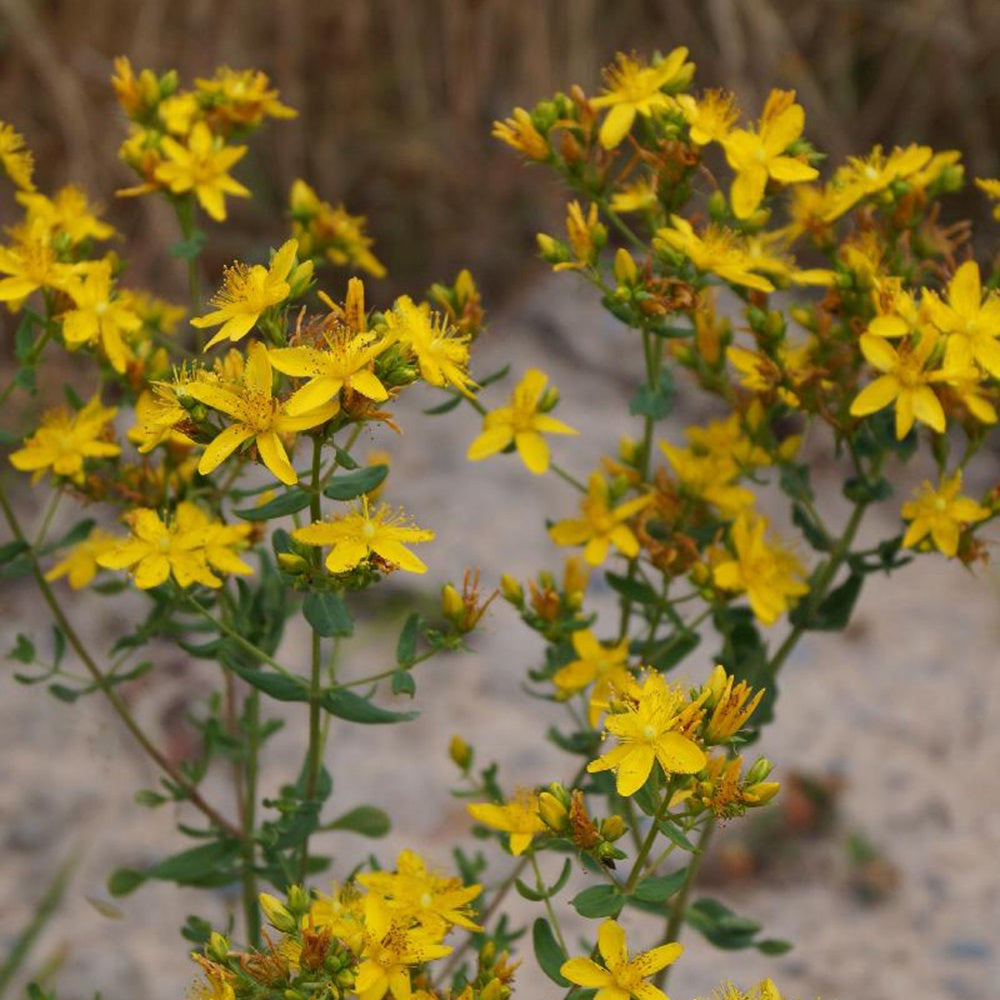 Echtes Johanniskraut - Hypericum perforatum - Sträucher und Stauden