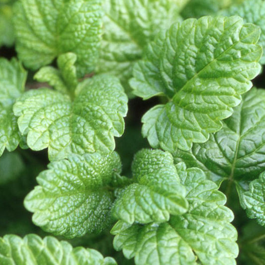 Zitronenmelisse - Bakker