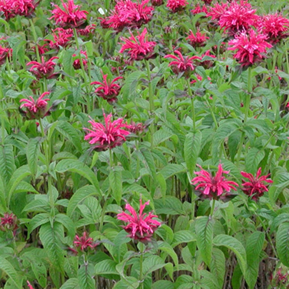 Indianernessel Mahogany - Monarda mahogany - Gartenpflanzen