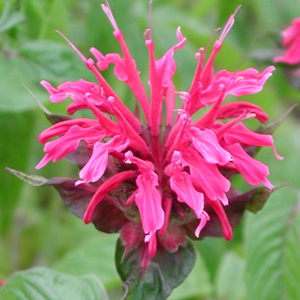 Indianernessel Mahogany - Monarda mahogany - Sträucher und Stauden