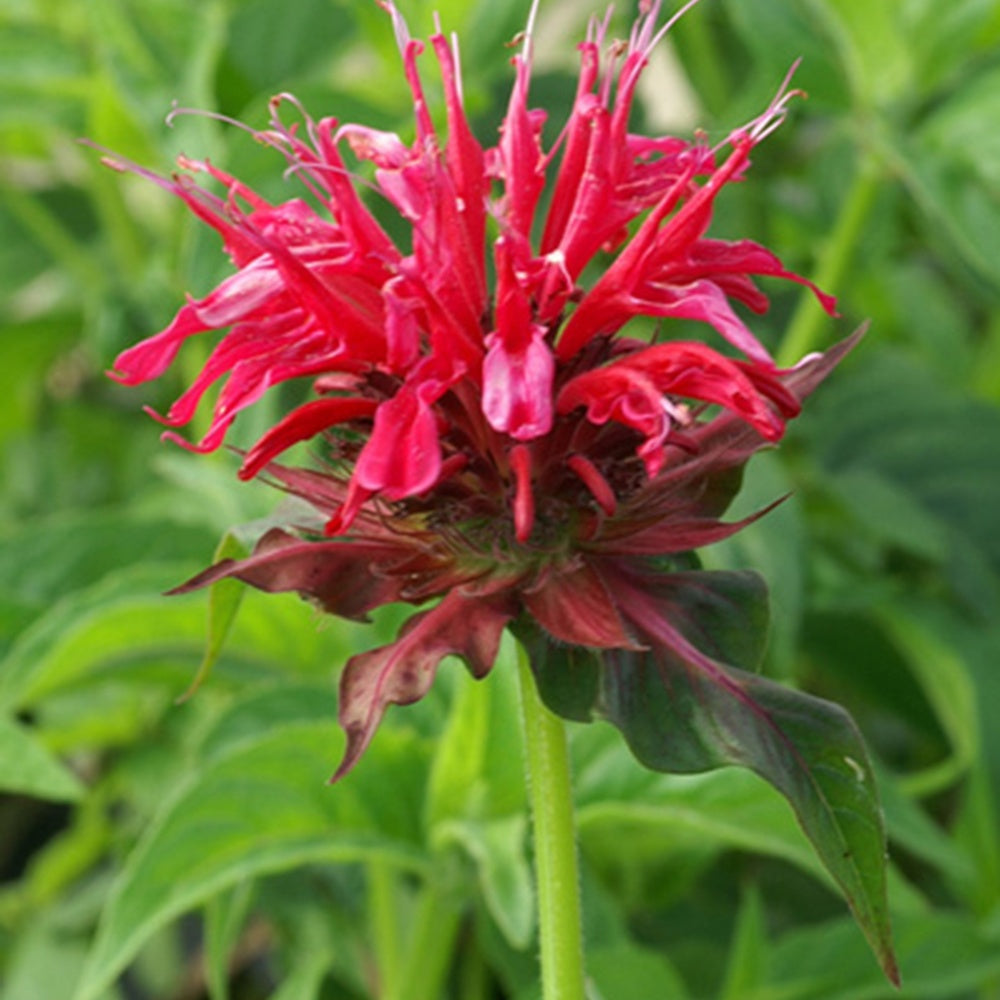 Indianernessel Mahogany - Monarda mahogany - Stauden