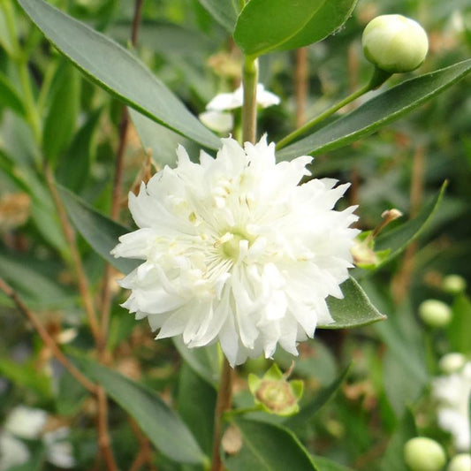 Gewöhnliche Myrte Flora Pleno - Myrtus communis flore pleno - Sträucher und Stauden