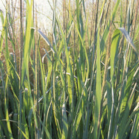 Ruten-Hirse Dallas Blue - Panicum virgatum dallas blues - Sträucher und Stauden