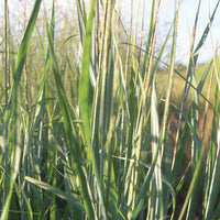 Ruten-Hirse Dallas Blue - Panicum virgatum dallas blues - Ziergräser