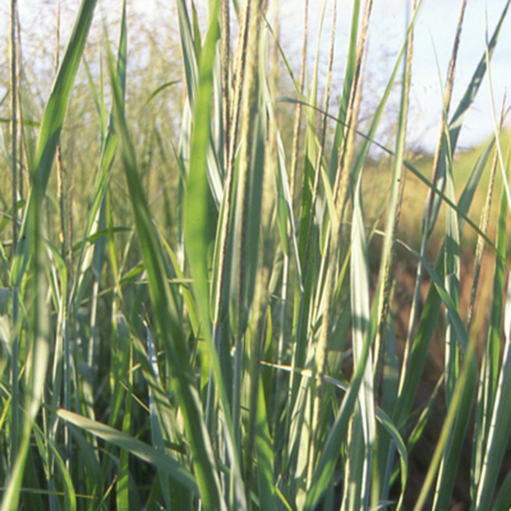 Ruten-Hirse Dallas Blue - Panicum virgatum dallas blues - Ziergräser