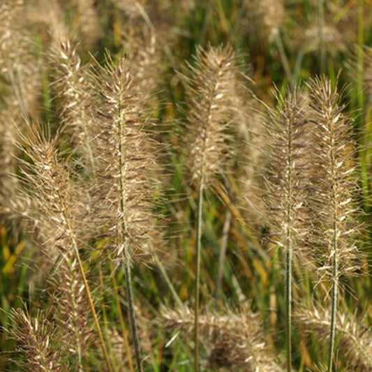 Lampenputzergras Little Bunny - Pennisetum alopecuroides little bunny - Sträucher und Stauden