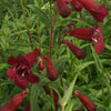 Großblütiger Bartfaden Blackbird - Penstemon blackbird - Stauden