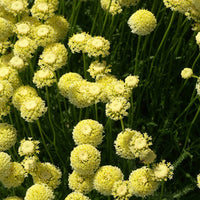 Heiligenkraut - Santolina chamaecyparissus lindavica - Gartenpflanzen