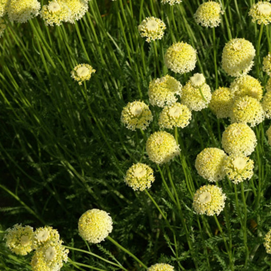 Heiligenkraut - Santolina chamaecyparissus lindavica - Sträucher und Stauden