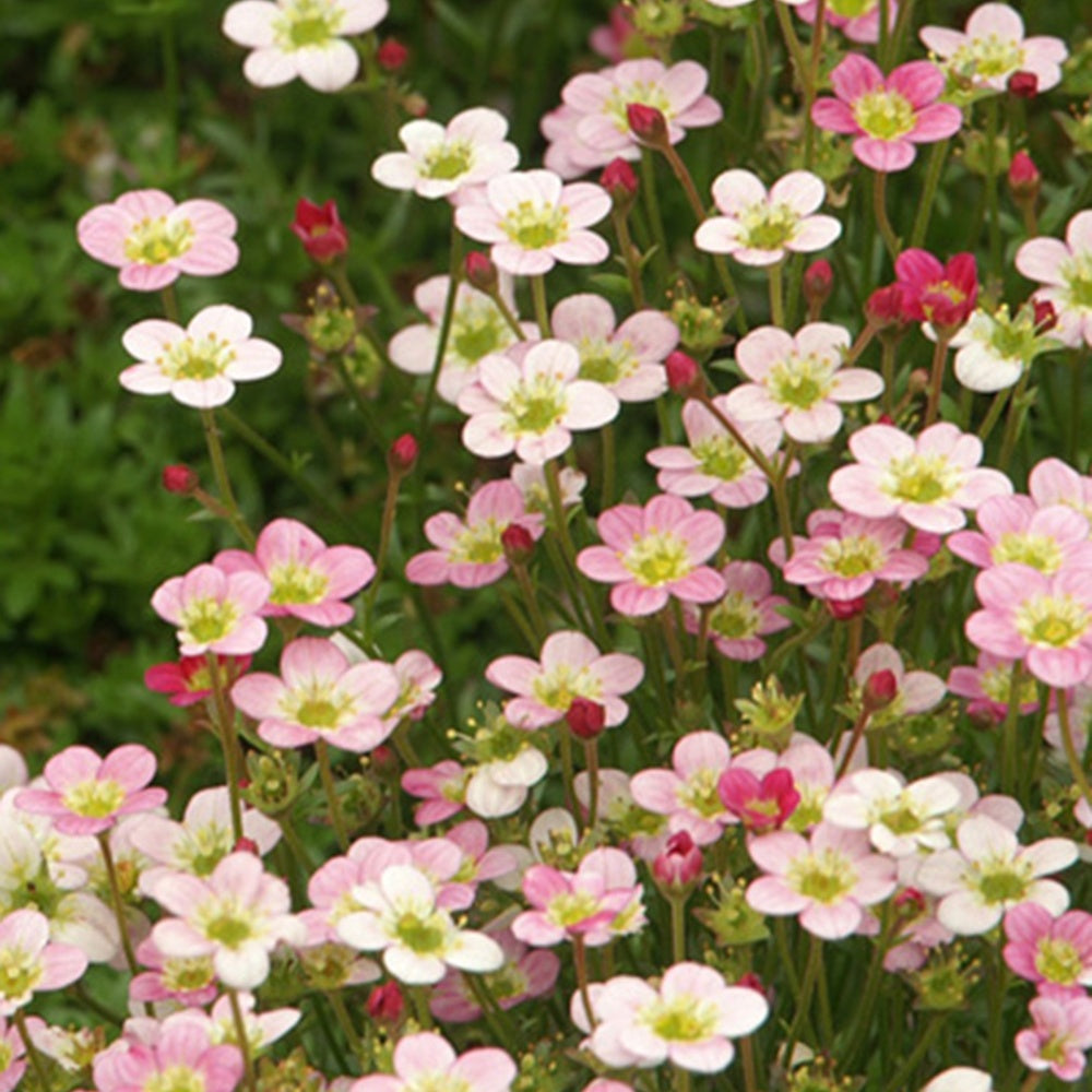 Ware's Crimson Steinbrech - Saxifraga arendsii Ware's Crimson - Gartenpflanzen