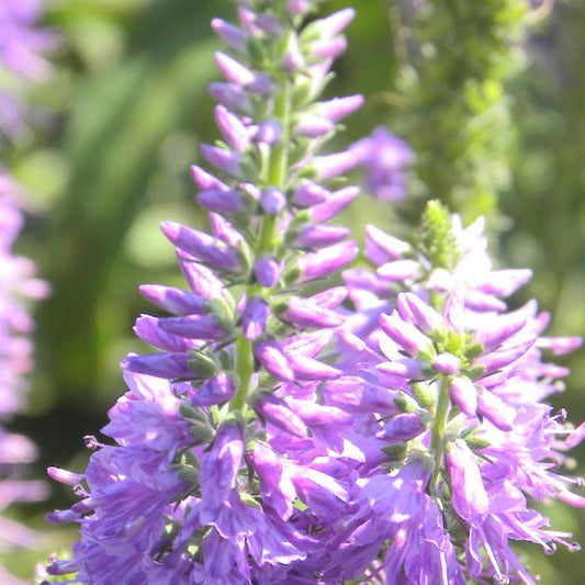 Ehrenpreis Lilac Fantasy - Veronica longifolia lilac fantasy - Gartenpflanzen