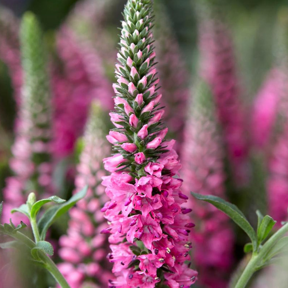 Veronica spicata bubblegum candle's ® - Ehrenpreis Bubblegum Candles ® - Veronica