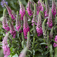 Ehrenpreis Bubblegum Candles ® - Veronica spicata bubblegum candle's ® - Sträucher und Stauden