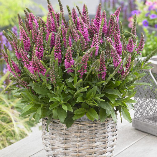 Ehrenpreis Bubblegum Candles ® - Veronica spicata bubblegum candle's ® - Stauden