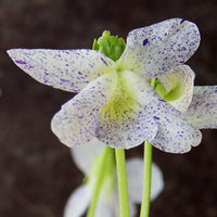 Pfingstveilchen Freckles - Viola sororia freckles - Stauden