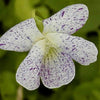 Pfingstveilchen Freckles - Viola sororia freckles - Blühende Gartenstauden