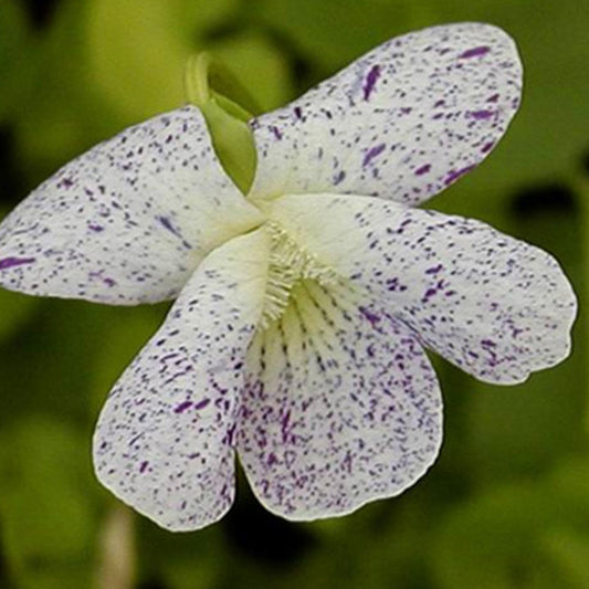 Pfingstveilchen Freckles - Bakker