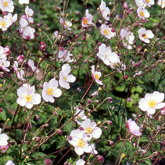 Japanische Anemone Robustissima - Anemone tomentosa 'robustissima' - Gartenpflanzen