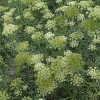 Meerfenchel - Crithmum maritimum - Gartenpflanzen