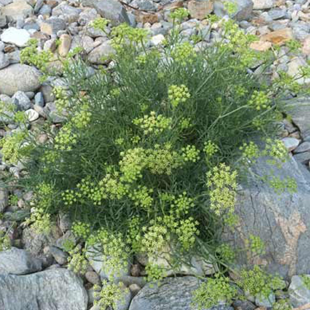 Meerfenchel - Crithmum maritimum - Sträucher und Stauden