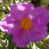 Zistrose - Cistus albidus - Sträucher und Stauden