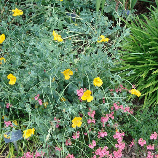 Gelber Hornmohn - Bakker