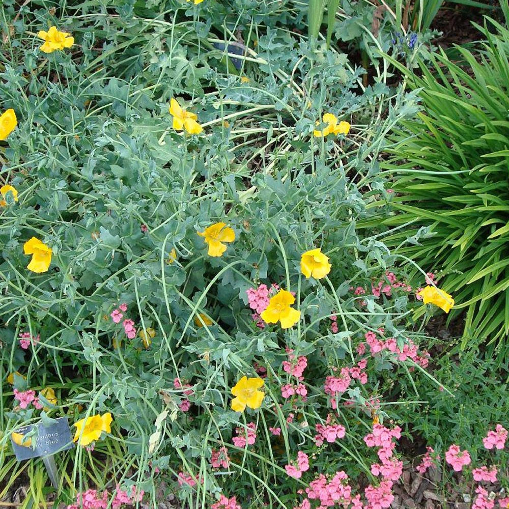 Gelber Hornmohn - Glaucium flavum - Gartenpflanzen