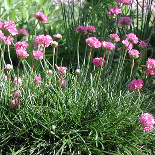 Garten-Grasnelke Splendens - Armeria maritima 'splendens' - Sträucher und Stauden