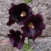 Schwarze Stockrose Nigra - Alcea rosea nigra - Gartenpflanzen